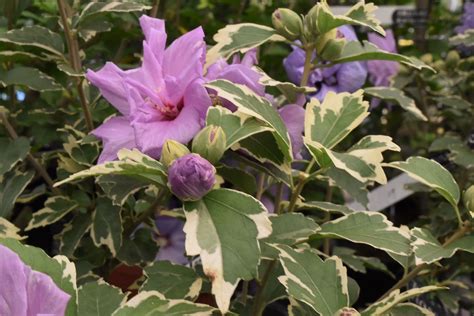 花樹種類|庭木図鑑 植木ペディア